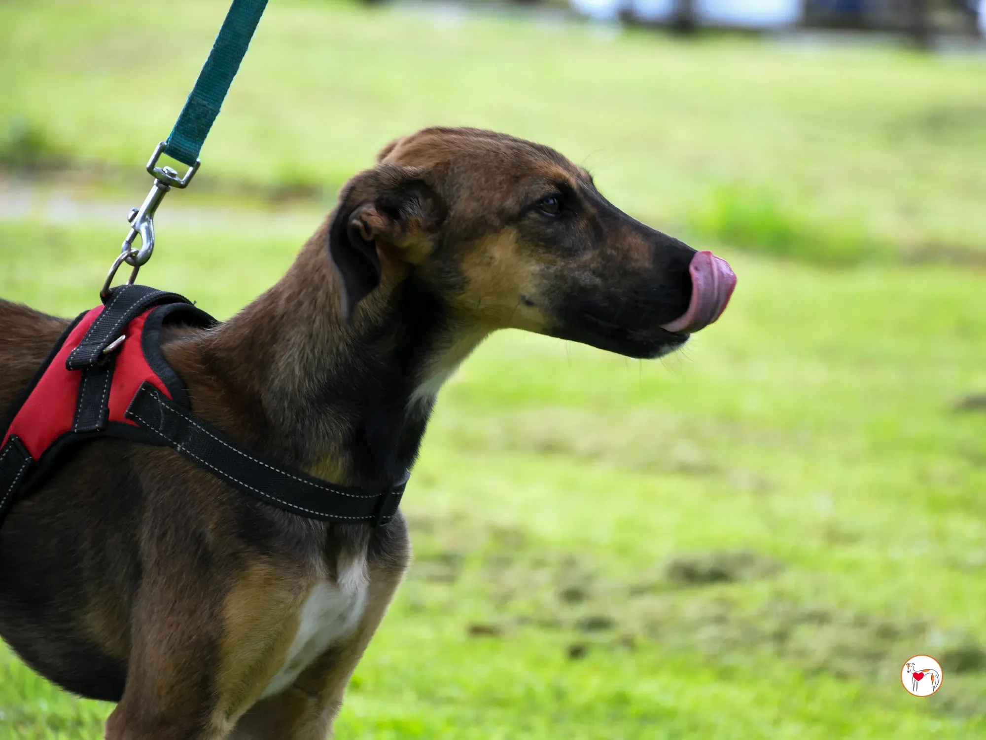 ollie grey adozione cucciolo 19