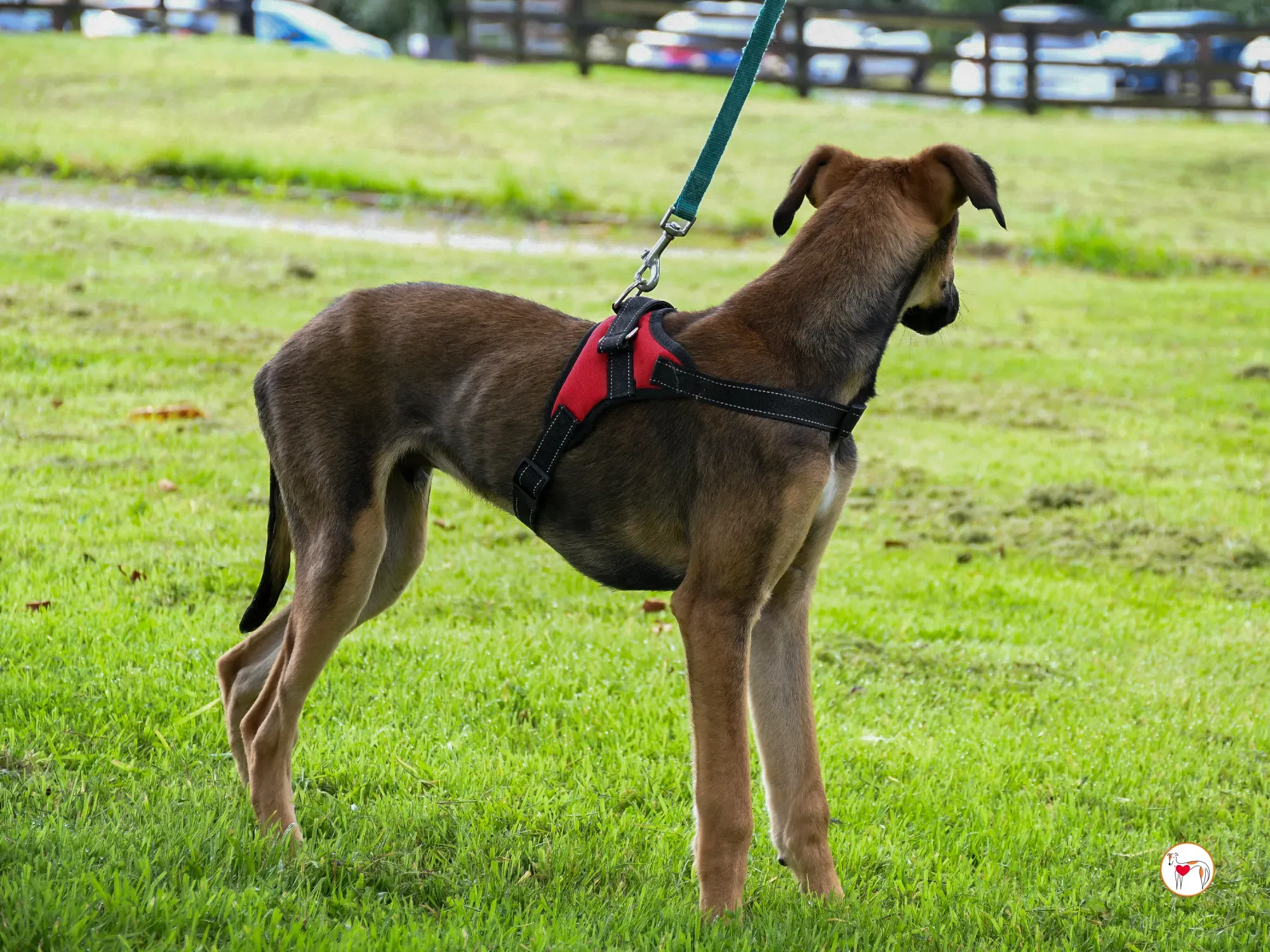 ollie grey adozione cucciolo 20