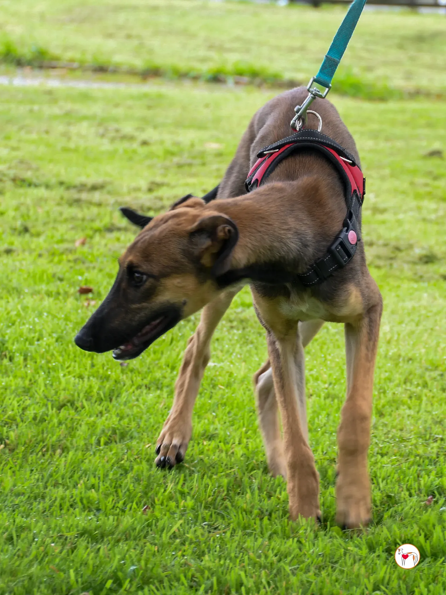 ollie grey adozione cucciolo 21