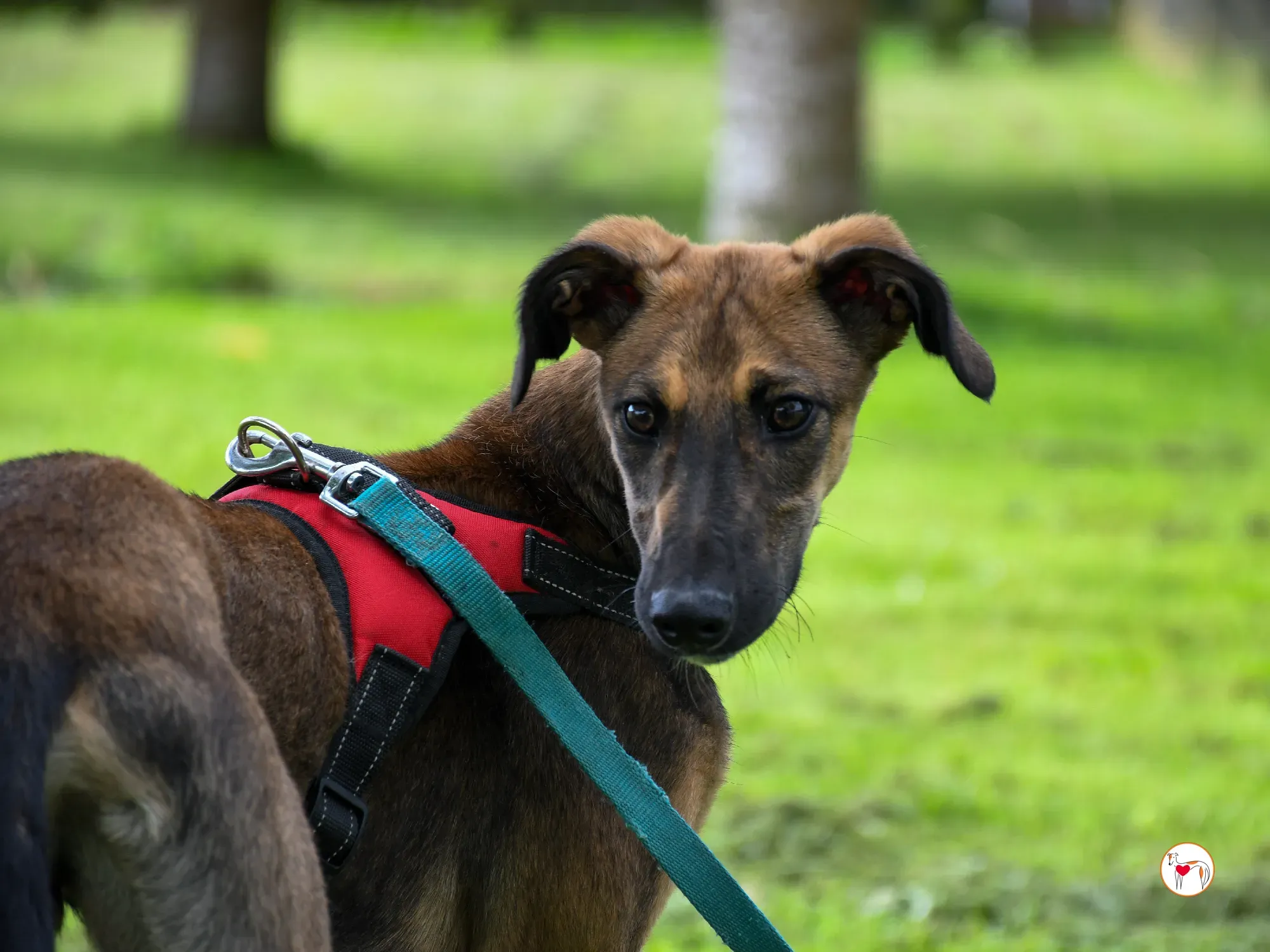 ollie grey adozione cucciolo 22