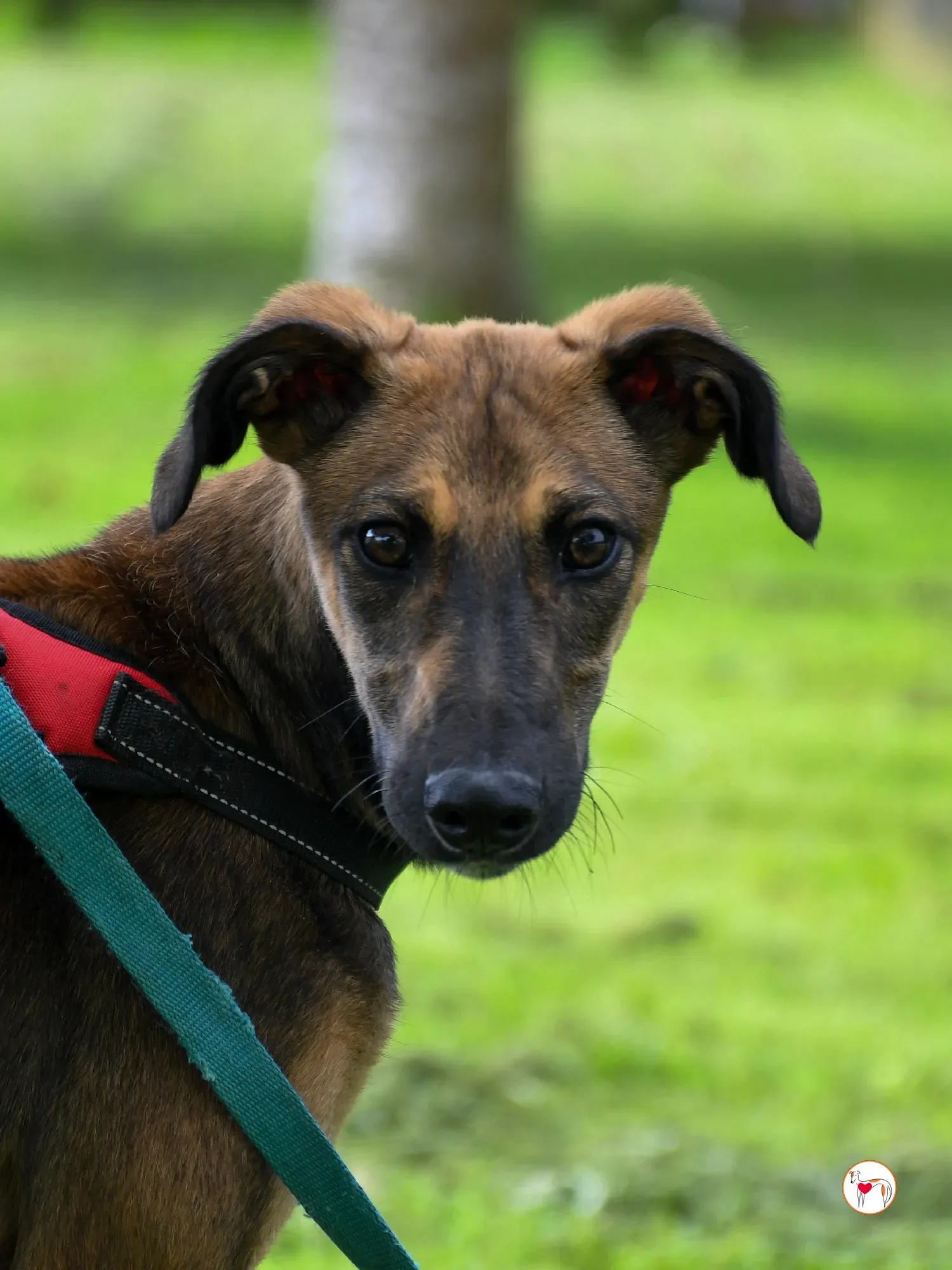 ollie grey adozione cucciolo 23