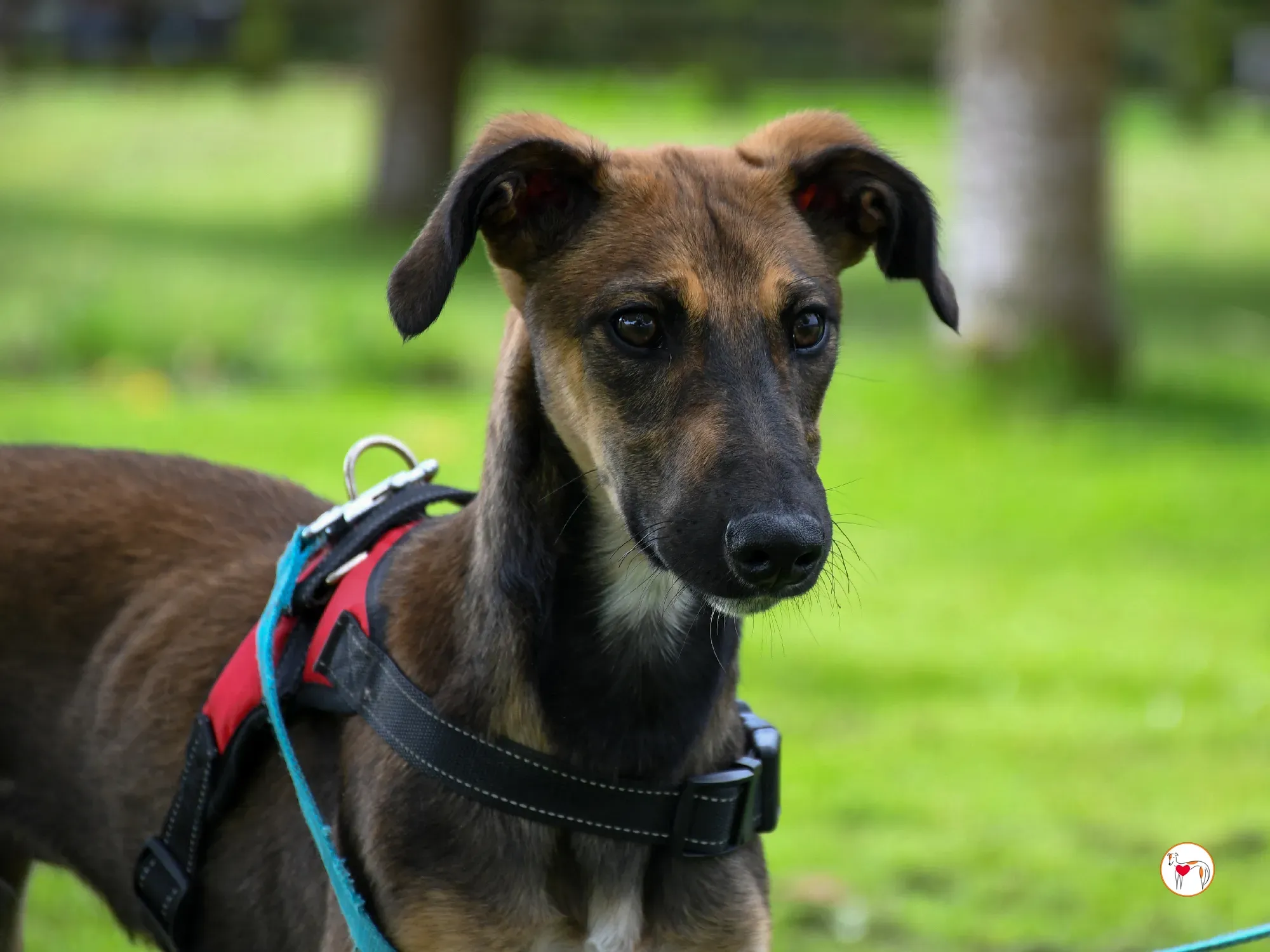ollie grey adozione cucciolo 24