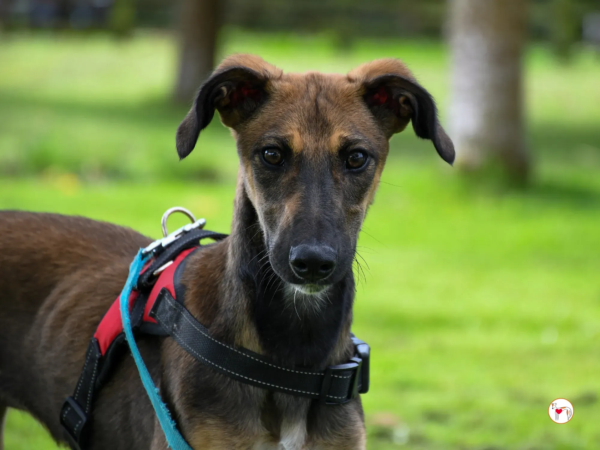 ollie grey adozione cucciolo 25