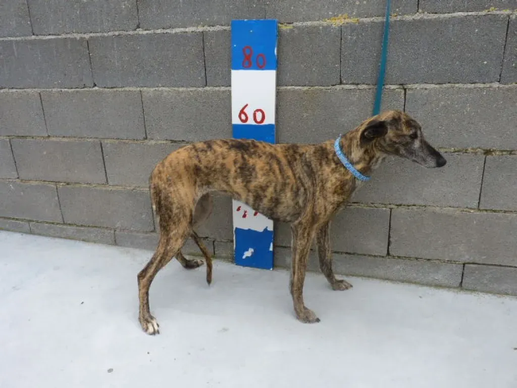 ondina adozione levrieri galgo