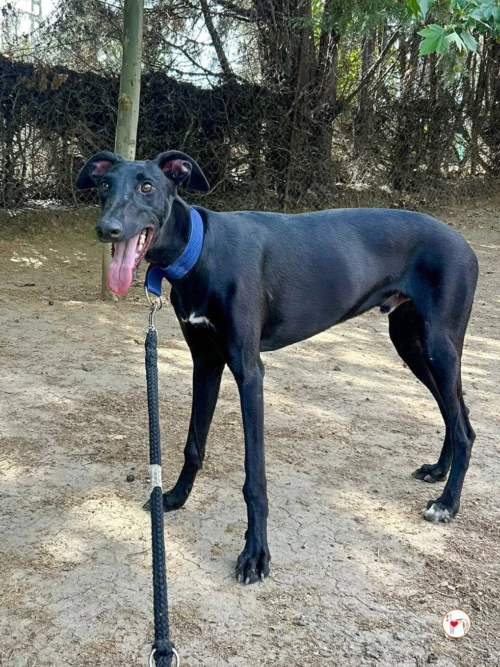 onix galgo adozione 01