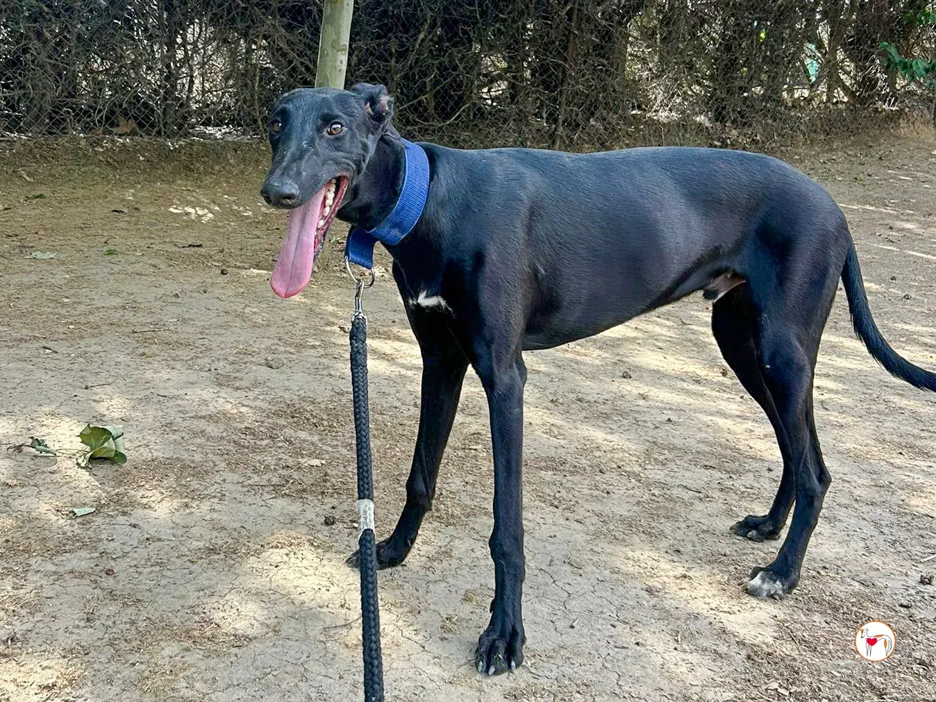 onix galgo adozione 02