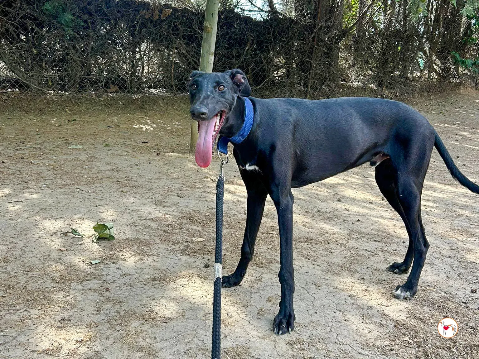 onix galgo adozione 03