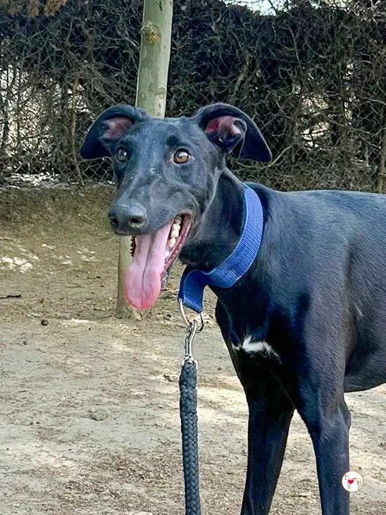 onix galgo adozione 04