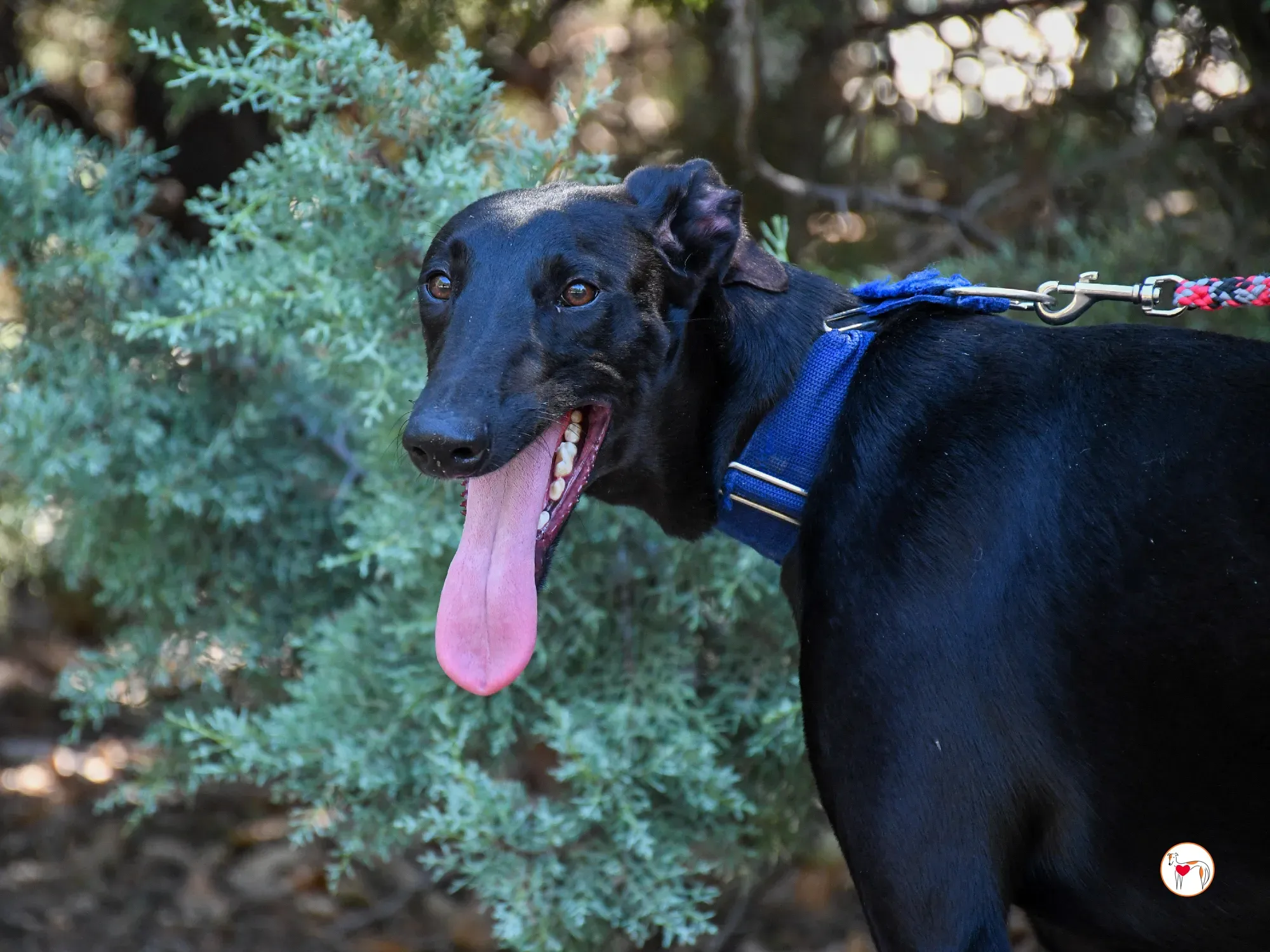 onix galgo adozione 05