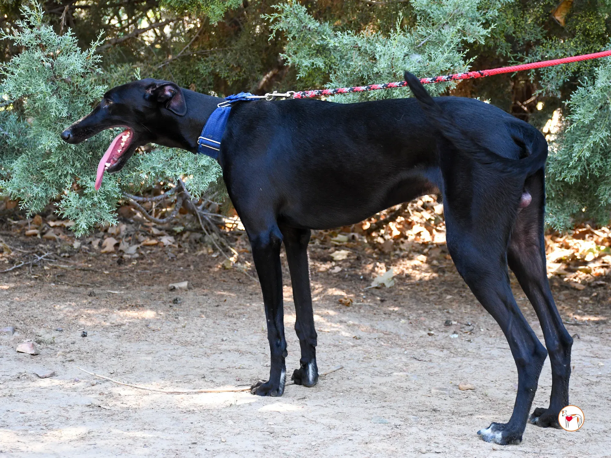 onix galgo adozione 06