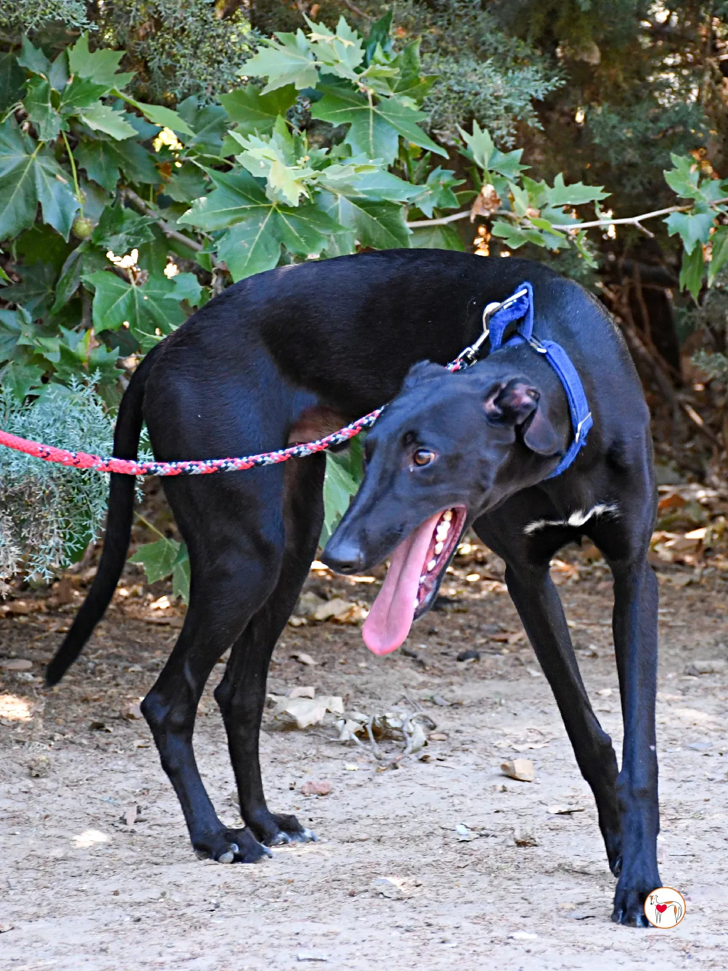 onix galgo adozione 07