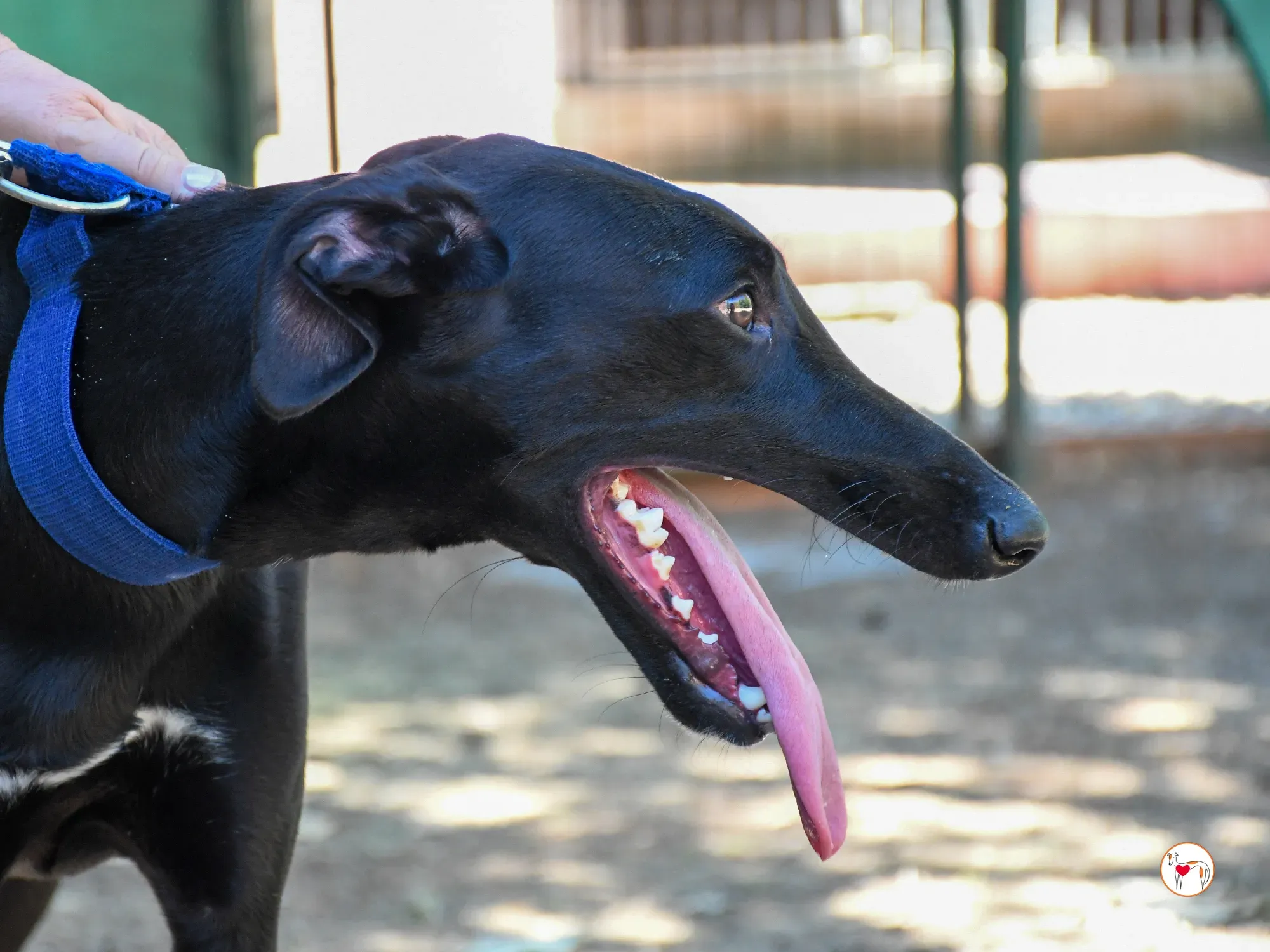 onix galgo adozione 08