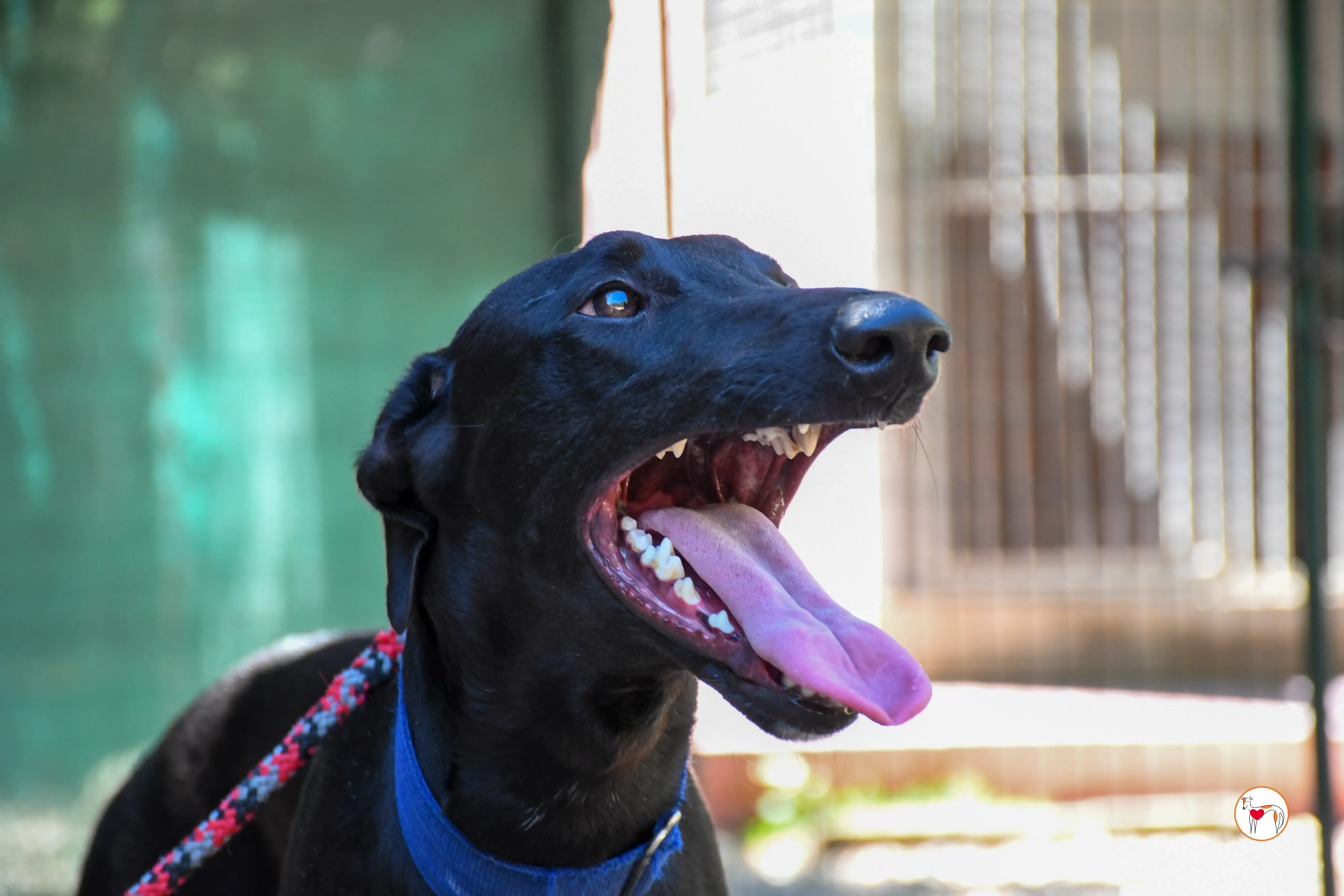 onix galgo adozione 09