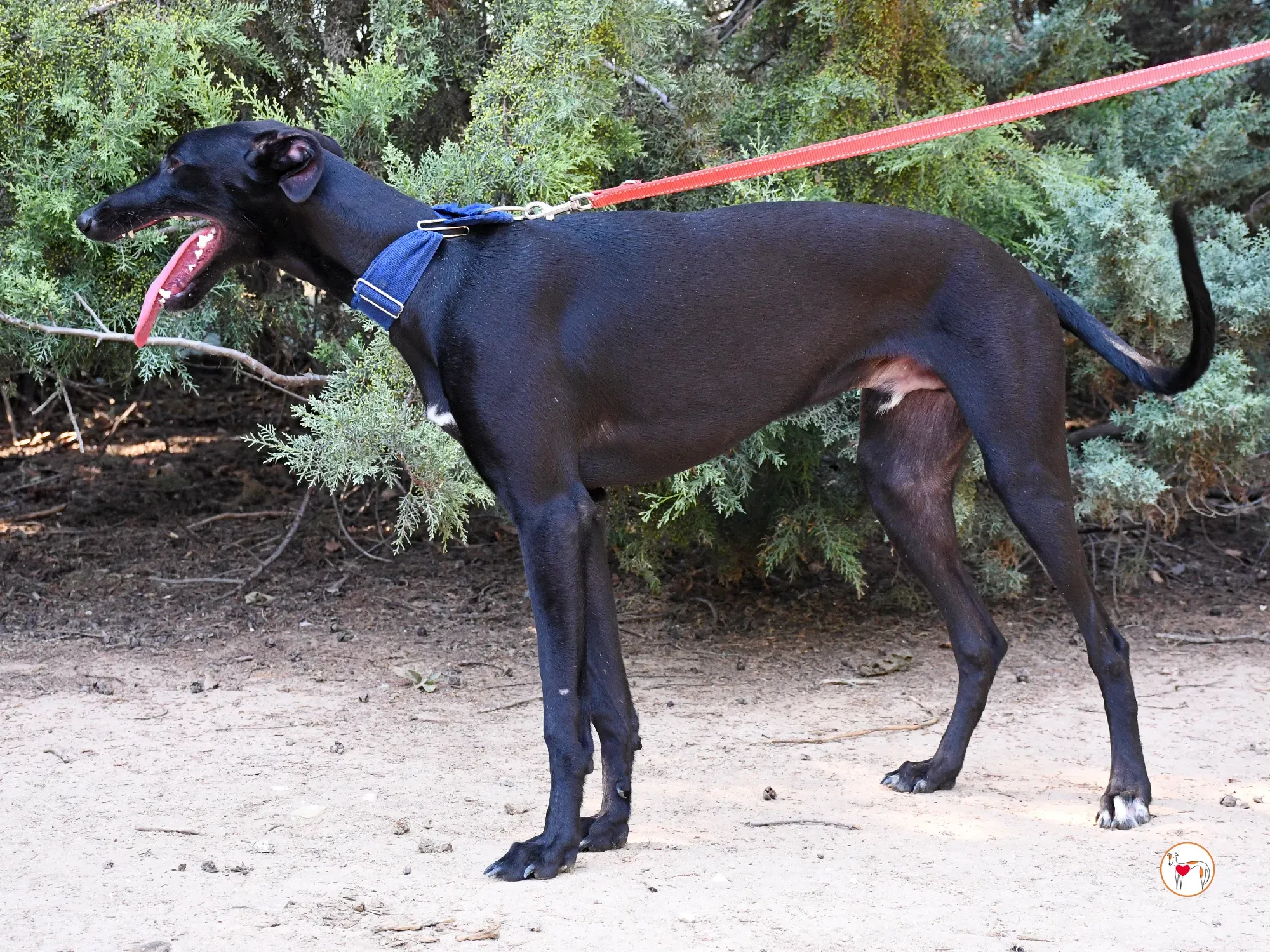 onix galgo adozione 10