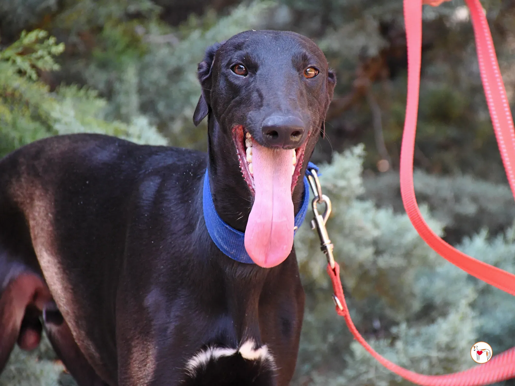 onix galgo adozione 11