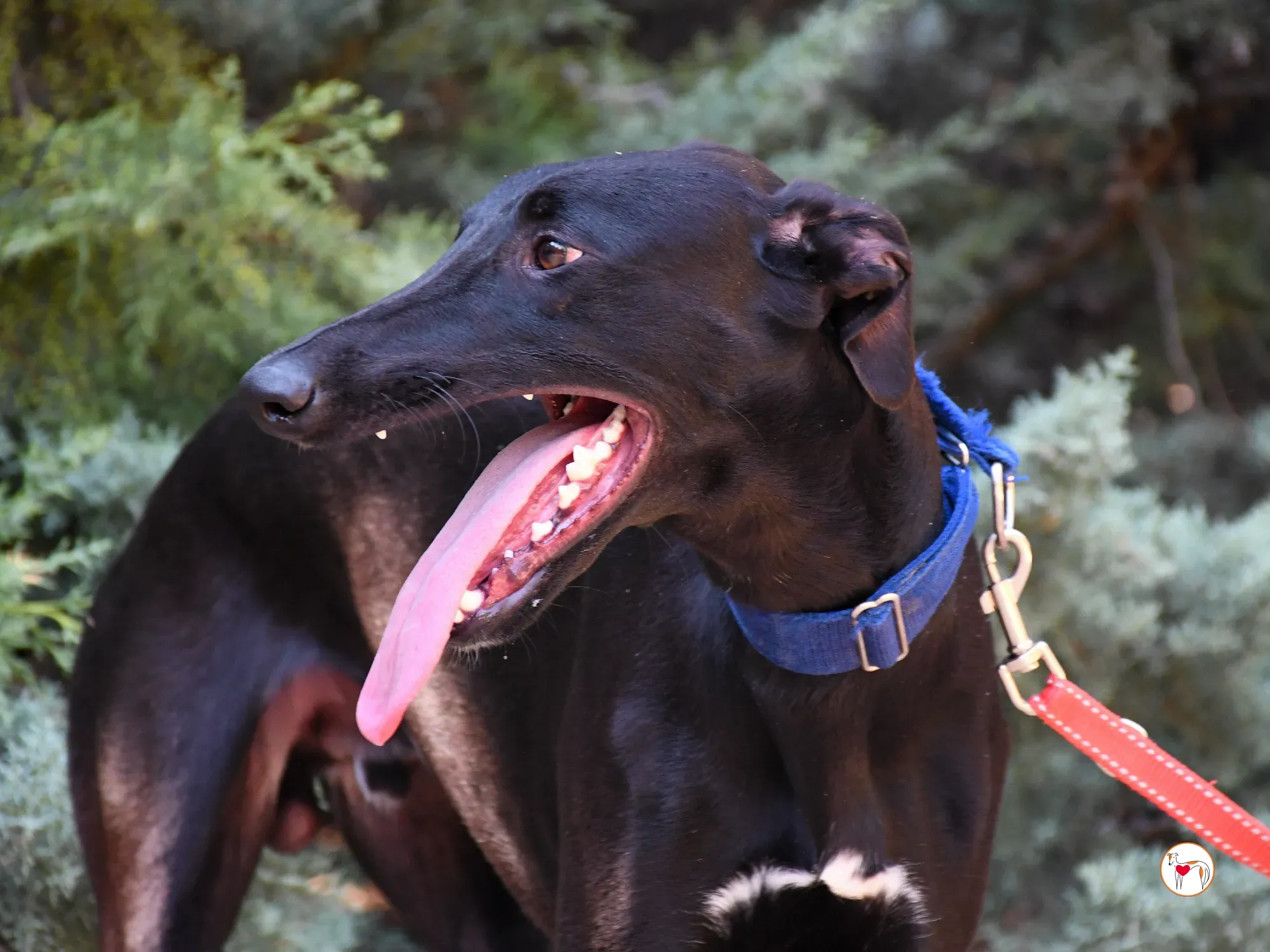 onix galgo adozione 12