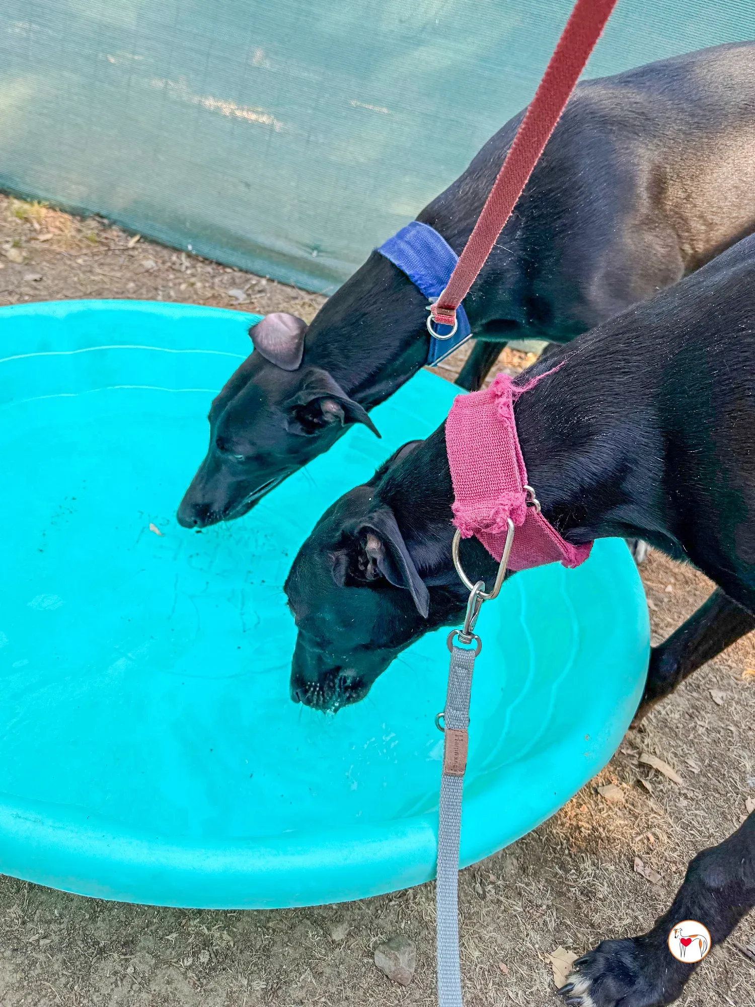 onix galgo adozione 13