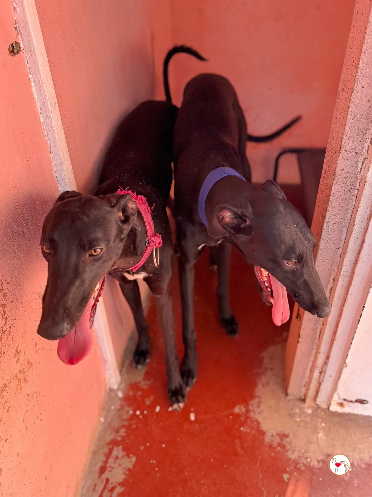 onix galgo adozione 14