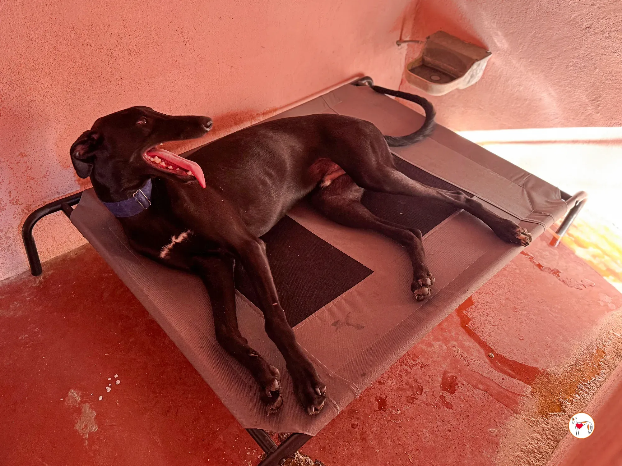 onix galgo adozione 15