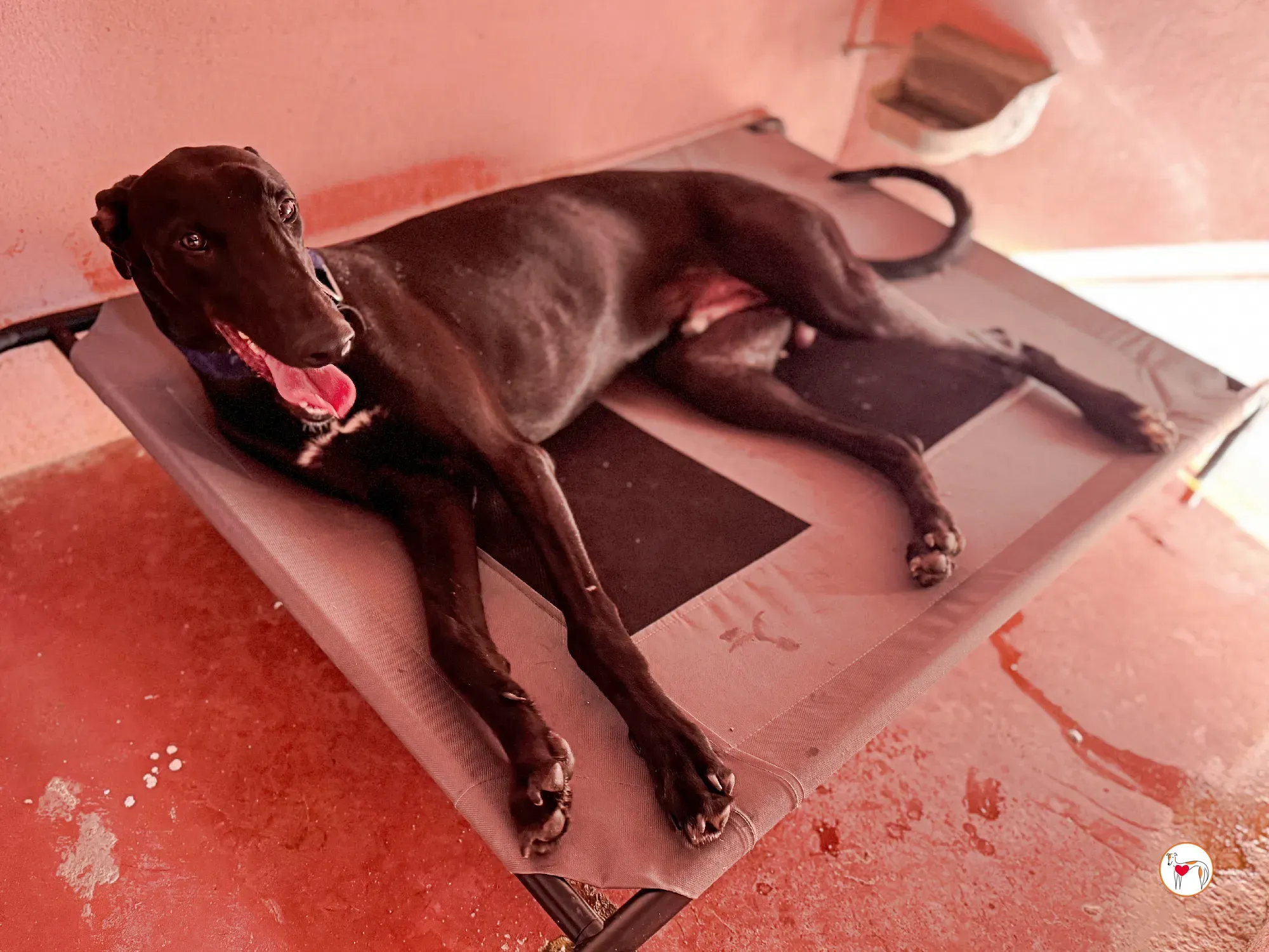 onix galgo adozione 16