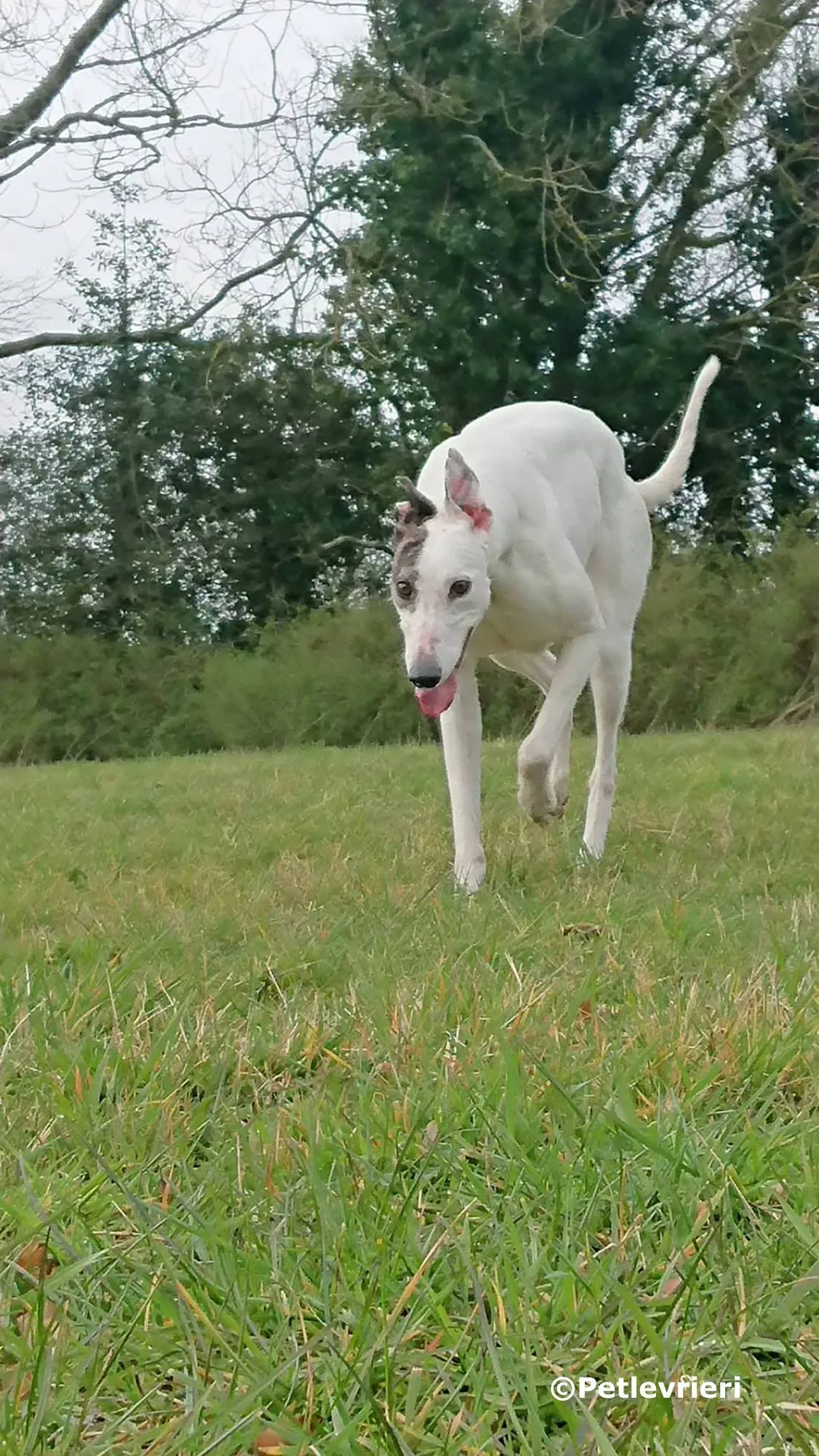ono adozione levrieri greyhound 1