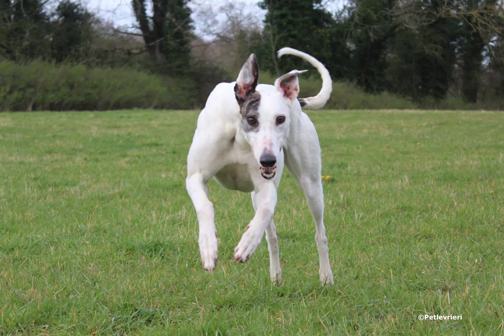 ono adozione levrieri greyhound 10