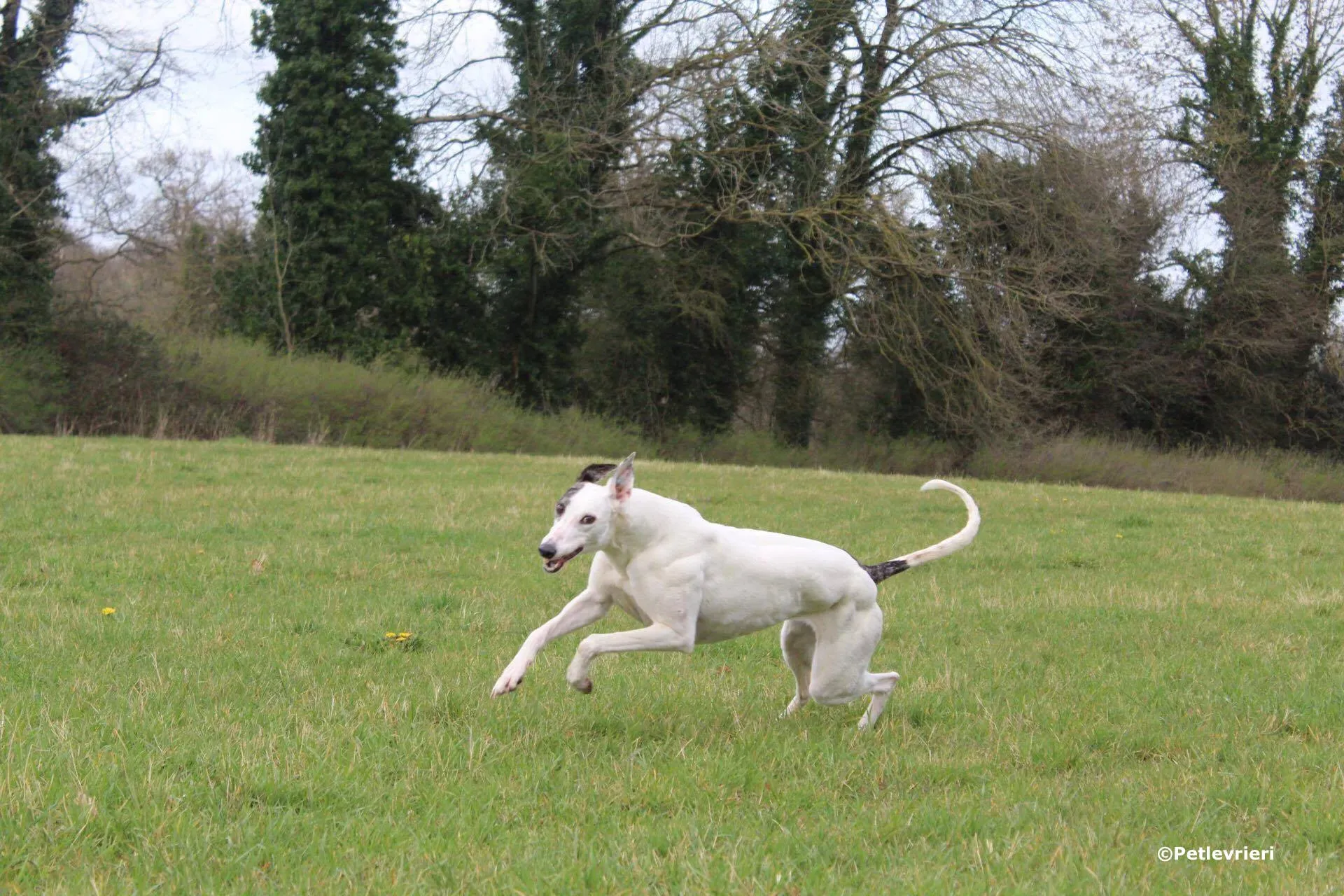 ono adozione levrieri greyhound 13