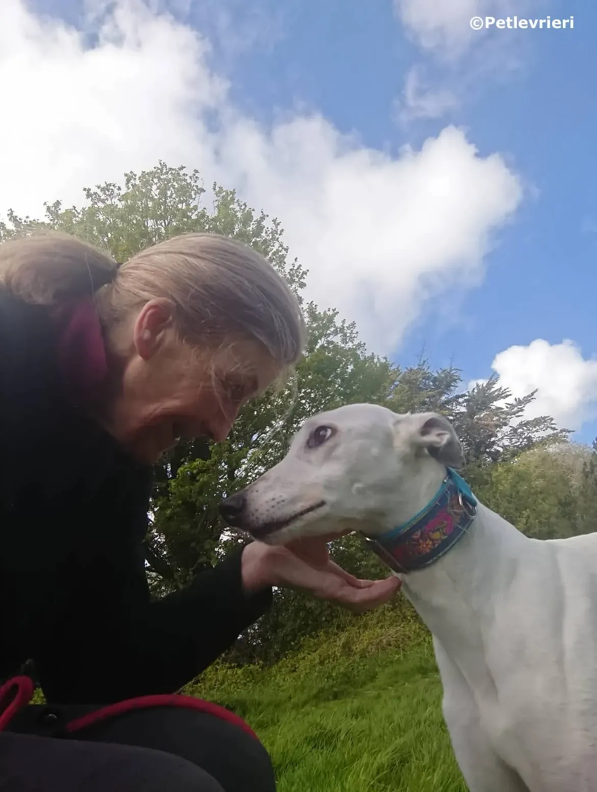 ono adozione levrieri greyhound 16