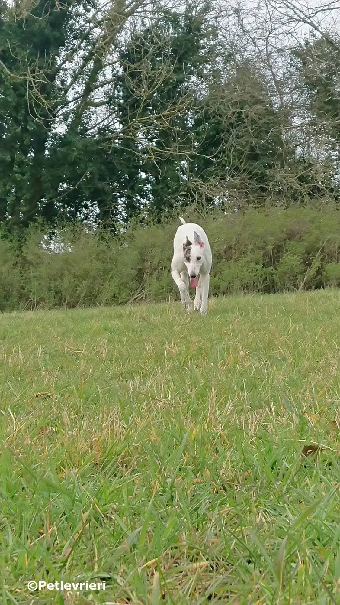 ono adozione levrieri greyhound 4