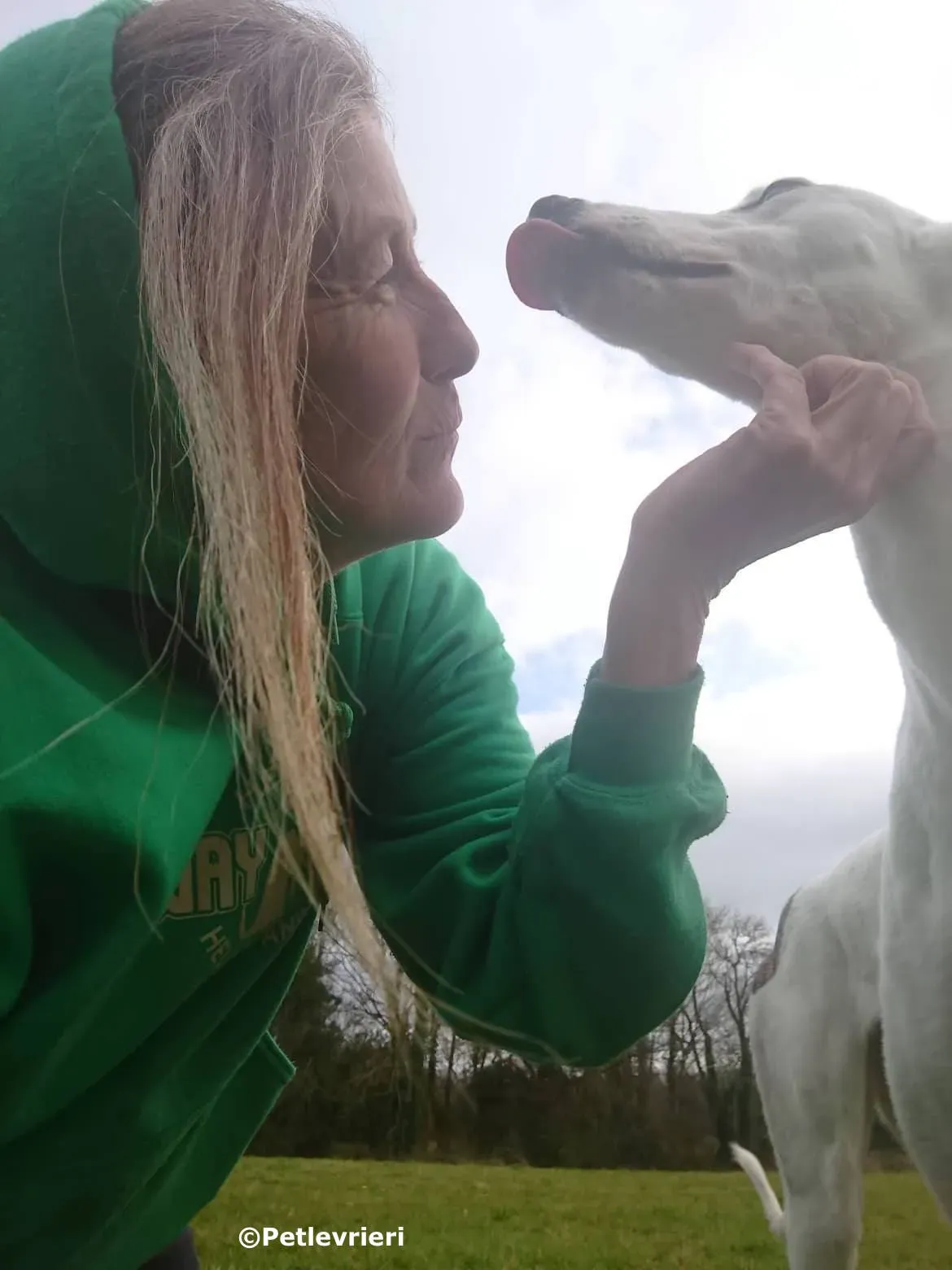 ono adozione levrieri greyhound 6