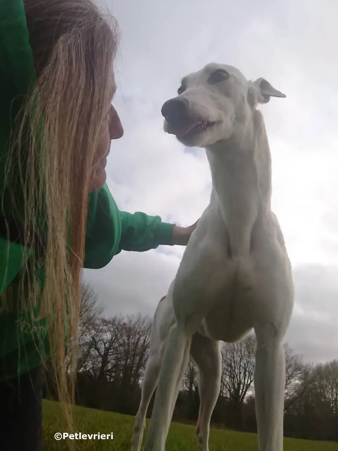 ono adozione levrieri greyhound 7