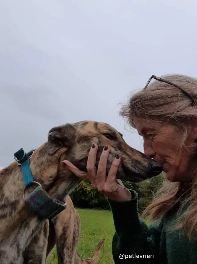 ontario adozione greyhound 1 1