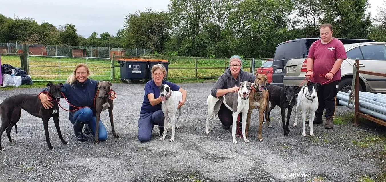 ontario adozione greyhound 1