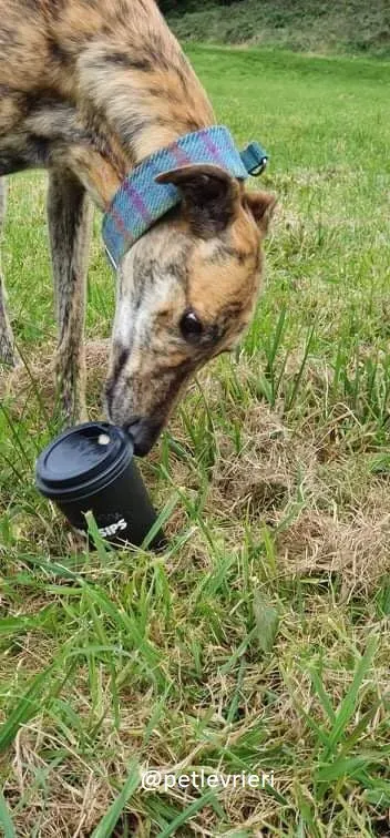 ontario adozione greyhound 2 1