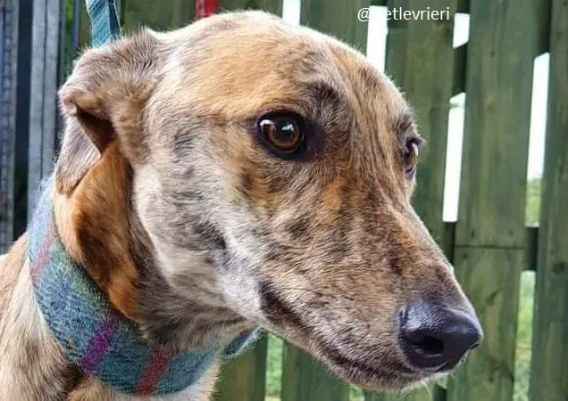 ontario adozione greyhound 2