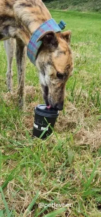 ontario adozione greyhound 3 1