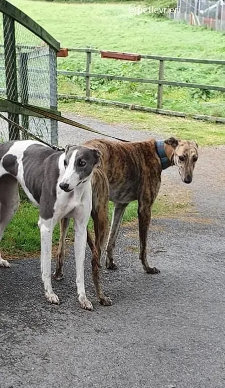 ontario adozione greyhound 3