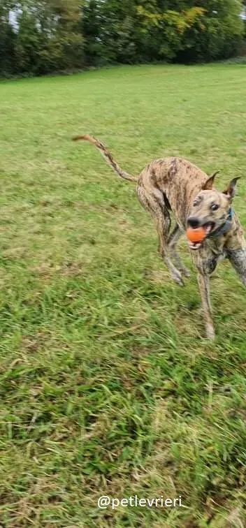 ontario adozione greyhound 4 1