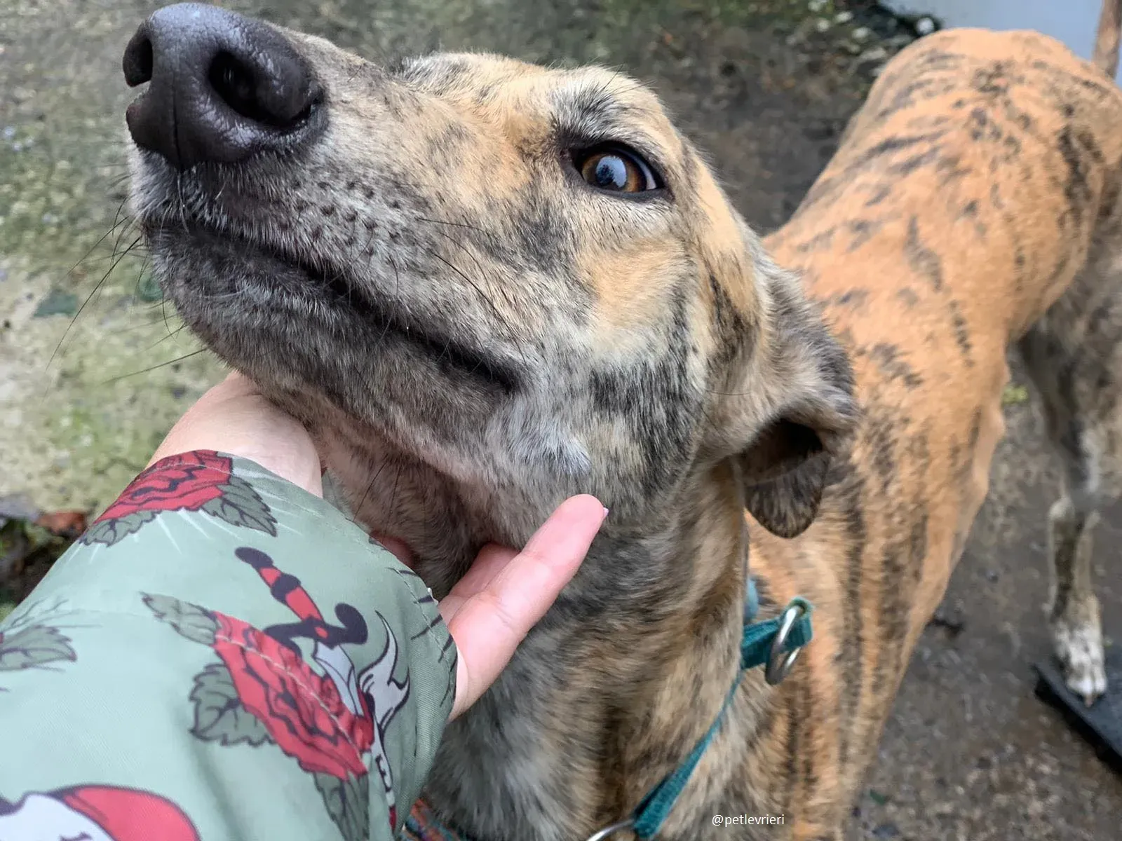 ontario adozione greyhound 4