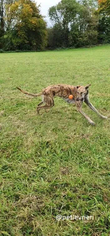 ontario adozione greyhound 5 1