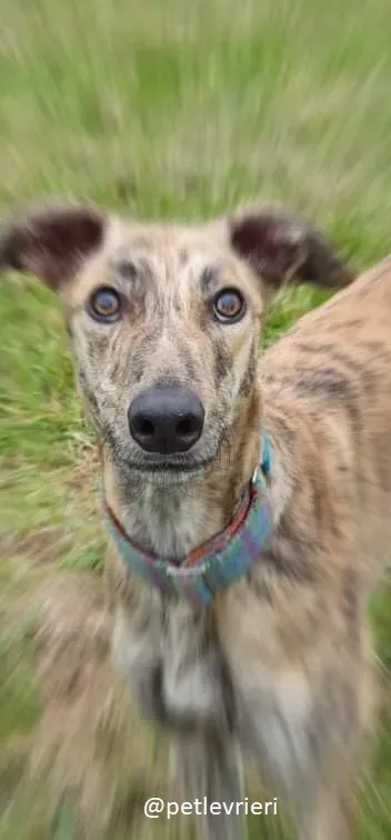 ontario adozione greyhound 5