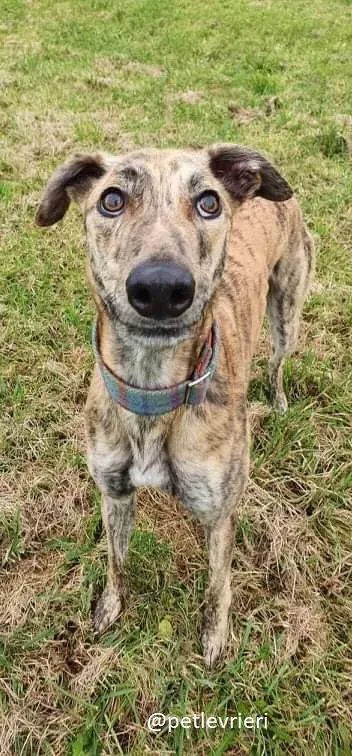 ontario adozione greyhound 6 1