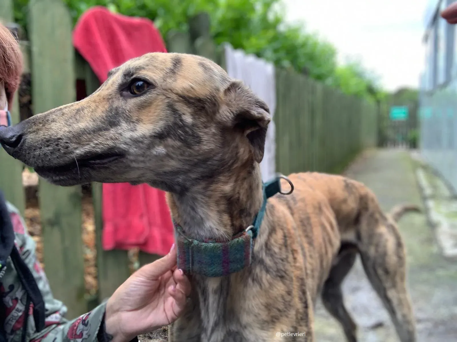 ontario adozione greyhound 6