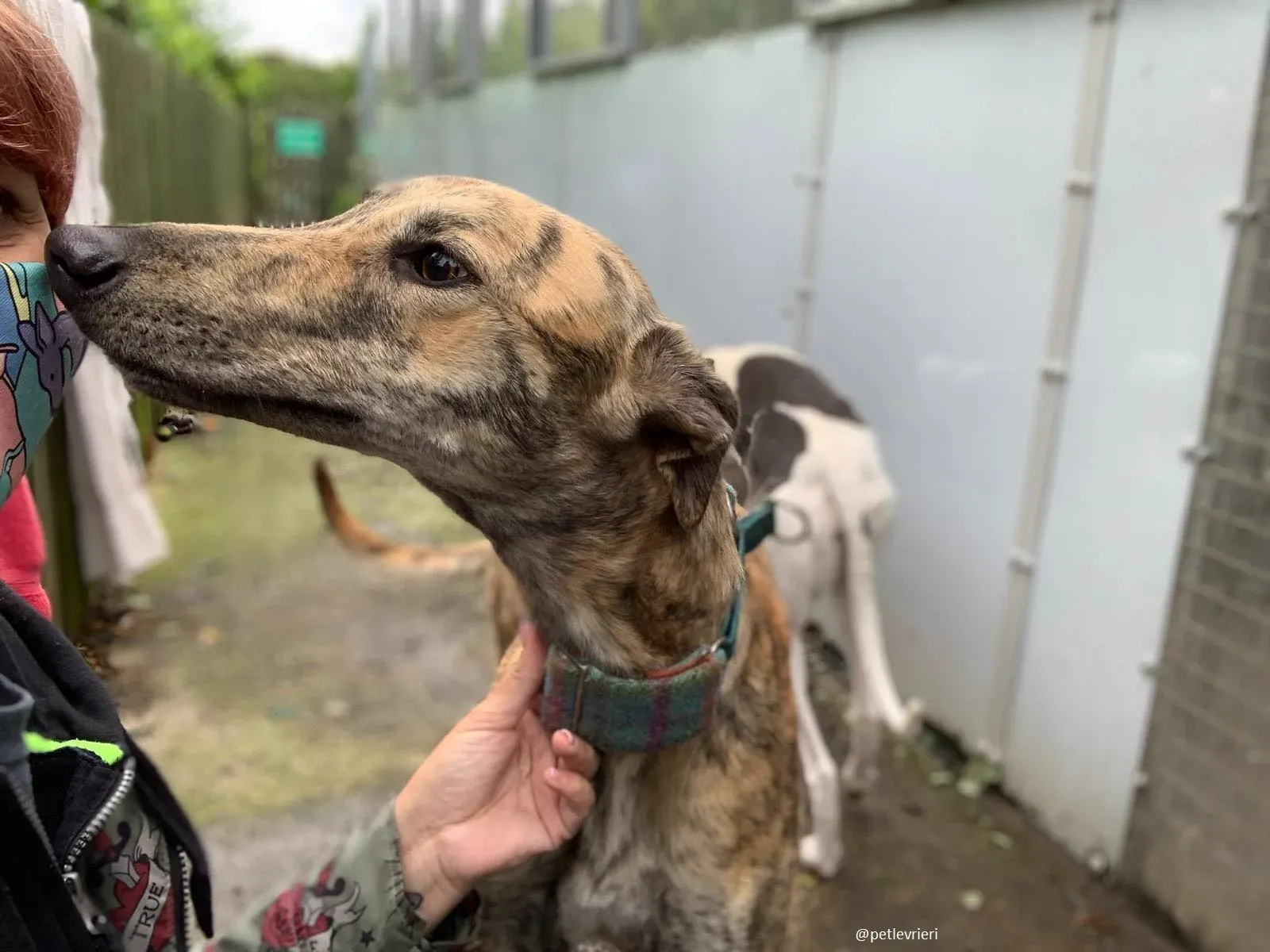 ontario adozione greyhound 7