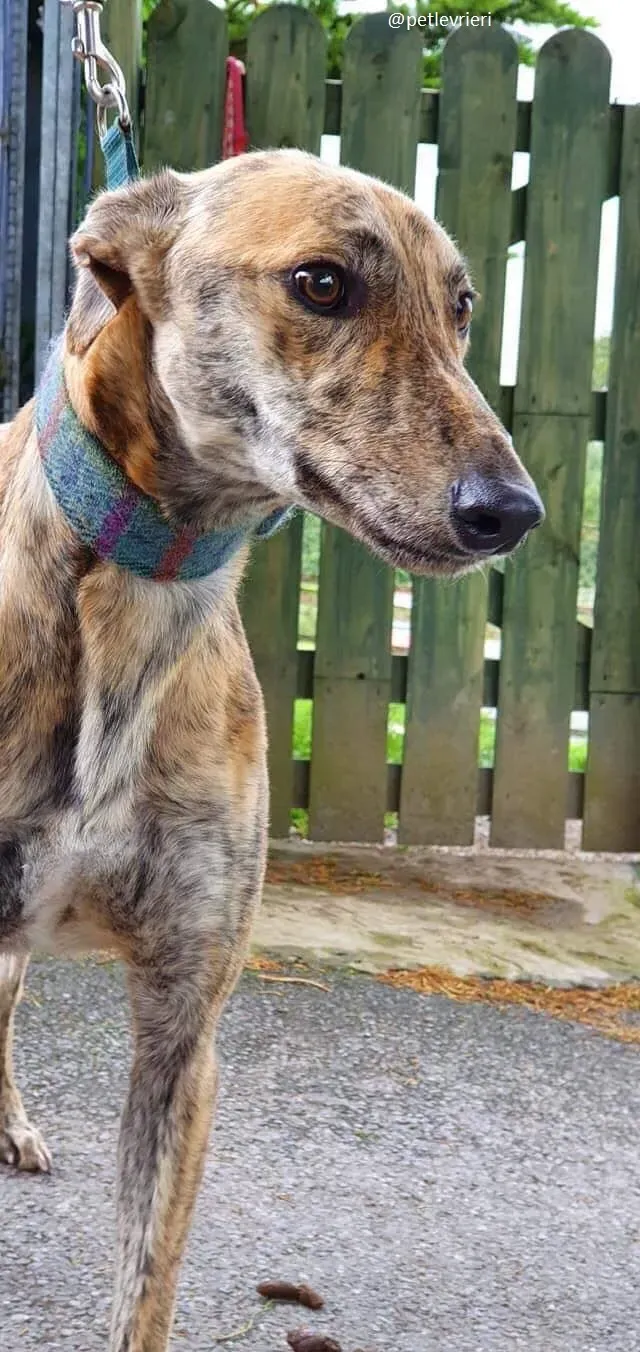 ontario adozione greyhound