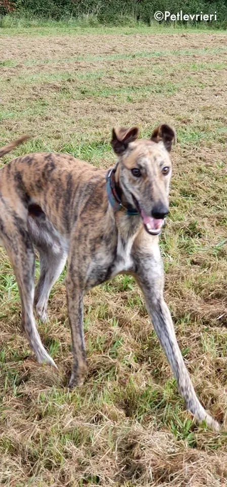 ontario adozione levrieri greyhound 10