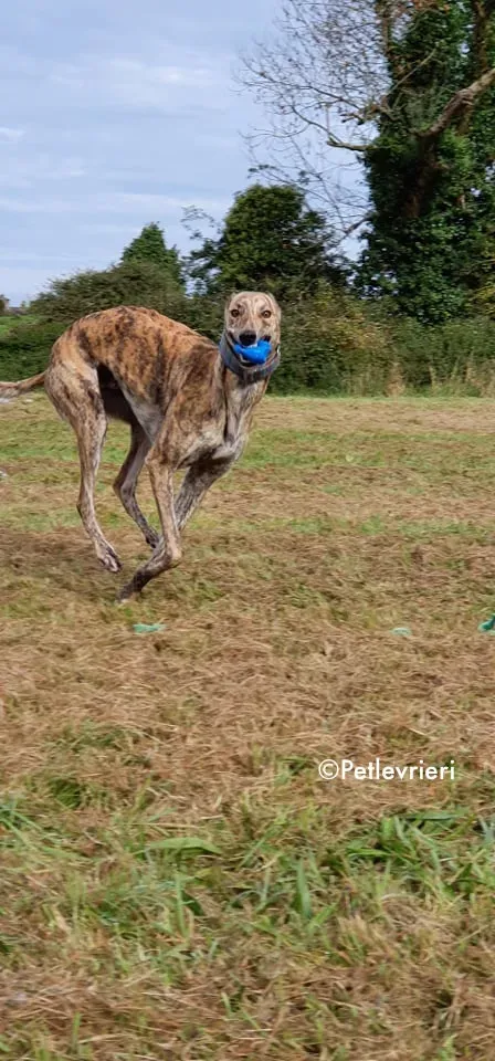 ontario adozione levrieri greyhound 11