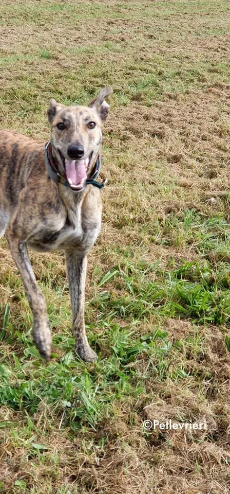 ontario adozione levrieri greyhound 12