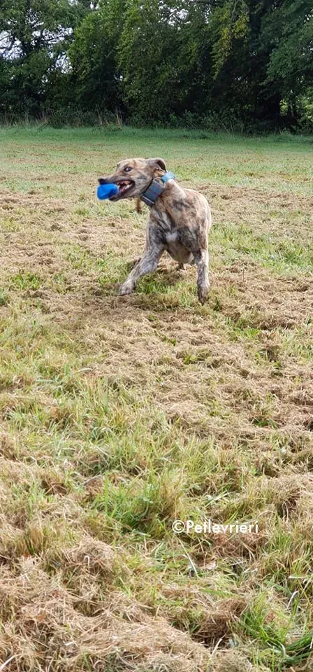 ontario adozione levrieri greyhound 13