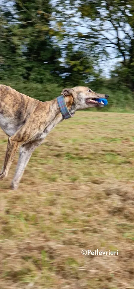 ontario adozione levrieri greyhound 14